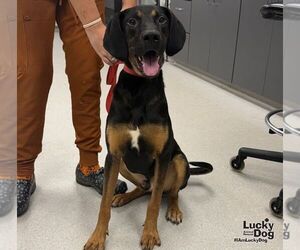 Wrangler - Male Black and Tan Coonhound-Unknown Mix Dog for Adoption - Photo #2