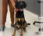 Small Photo #2 Black and Tan Coonhound-Unknown Mix Puppy For Sale in Washington, DC, USA