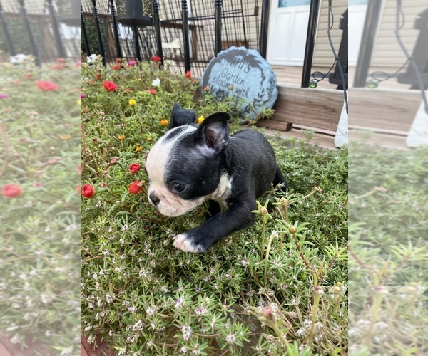 Medium Photo #8 Boston Terrier Puppy For Sale in FREDONIA, KS, USA