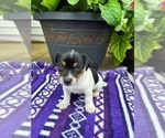 Small Photo #2 Rat Terrier Puppy For Sale in TAMPICO, IL, USA