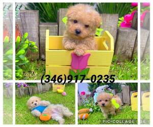 Brittany Puppy for sale in HOUSTON, TX, USA