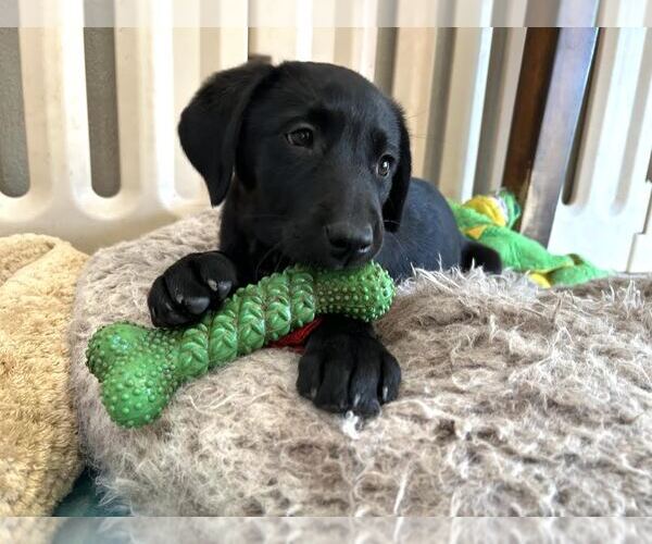 Medium Photo #1 Labrador Retriever Puppy For Sale in Clovis, CA, USA