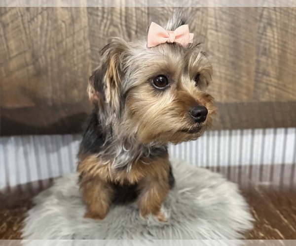 Medium Photo #3 Yorkshire Terrier Puppy For Sale in NAPPANEE, IN, USA