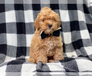 Cockapoo Puppy for sale in LAKELAND, FL, USA