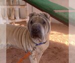 Small Photo #1 Chinese Shar-Pei Puppy For Sale in Kanab, UT, USA