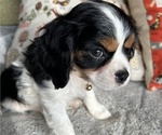 Small Photo #4 Cavalier King Charles Spaniel Puppy For Sale in LAWRENCE, MI, USA