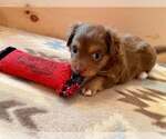 Small #5 Chihuahua Mix