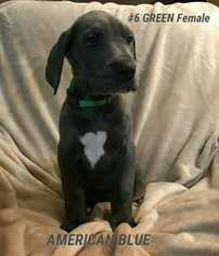Great Dane Puppy for sale in PHILLIPSBURG, KS, USA