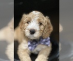 Small Photo #8 Australian Labradoodle Puppy For Sale in PORT ORCHARD, WA, USA