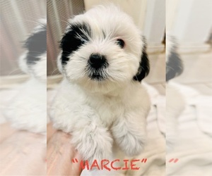 Shih Tzu Puppy for sale in FORT WORTH, TX, USA