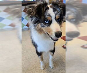 Australian Shepherd-Unknown Mix Dogs for adoption in Plano, TX, USA