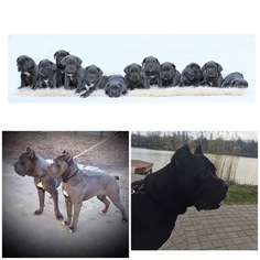 Cane Corso Puppy for sale in Debrecen, Hajdu-Bihar, Hungary