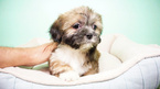 Small Photo #5 Shih Tzu Puppy For Sale in LA MIRADA, CA, USA