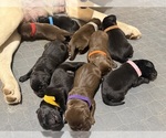 Image preview for Ad Listing. Nickname: Litter of 9