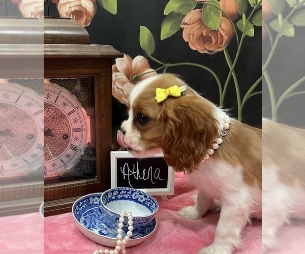 Medium Photo #2 Cavalier King Charles Spaniel Puppy For Sale in ABILENE, TX, USA