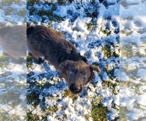 Labrador Retriever Puppy for sale in GOSHEN, IN, USA