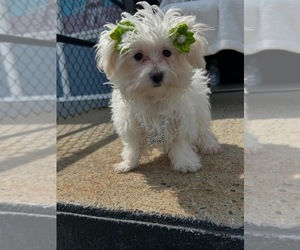 Morkie Puppy for sale in RANDOLPH, MA, USA
