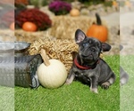 Puppy Mike French Bulldog