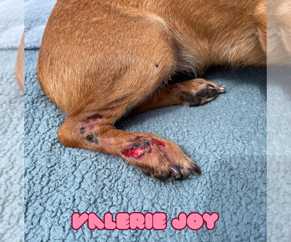 Medium Photo #14 Chiweenie Puppy For Sale in San Antonio, TX, USA