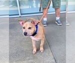 Small #6 Bulldog Mix