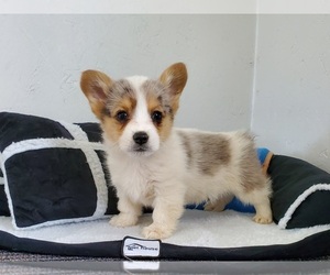 Pembroke Welsh Corgi Puppy for sale in CLARK, MO, USA