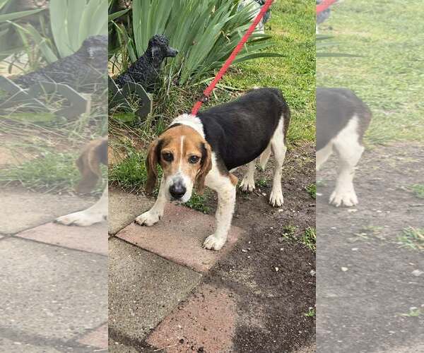 Medium Photo #2 Beagle Puppy For Sale in Rustburg, VA, USA