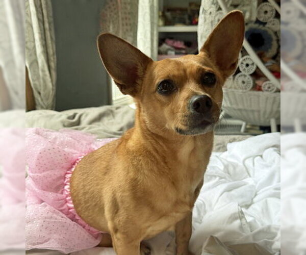 Medium Photo #6 Chihuahua-Unknown Mix Puppy For Sale in Arlington, VA, USA