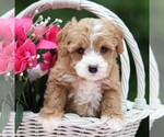 Small #2 Cavapoo