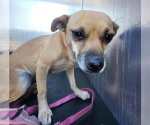 Chihuahua Dogs for adoption in San Antonio, TX, USA