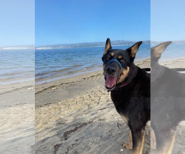Medium Photo #3 Mutt Puppy For Sale in  Ramona, CA, USA