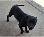 Small Labrador Retriever