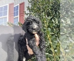 Puppy Puppy Poodle (Standard)
