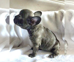Small Photo #7 French Bulldog Puppy For Sale in SANTA ANA, CA, USA