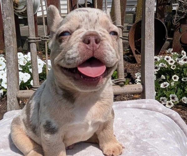 Medium Photo #30 French Bulldog Puppy For Sale in GOSHEN, IN, USA