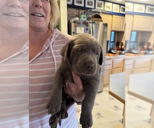 Labrador Retriever Puppy for sale in STANWOOD, WA, USA