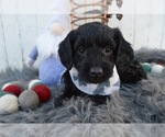 Small Photo #2 Schnoodle (Miniature) Puppy For Sale in HONEY BROOK, PA, USA