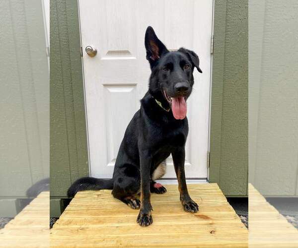 Medium Photo #6 German Shepherd Dog Puppy For Sale in La Grange , NC, USA