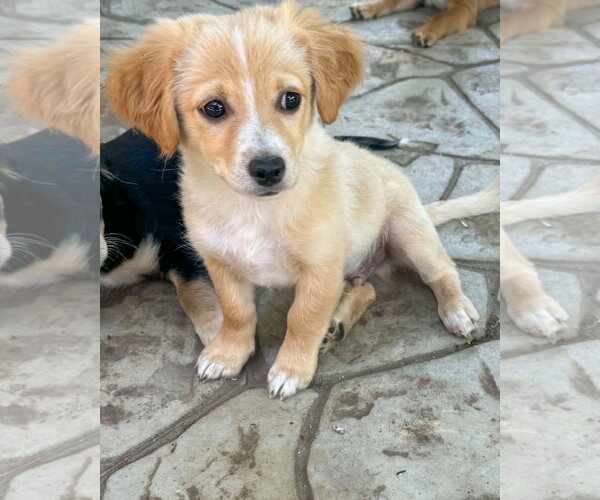 Medium Photo #2 Chihuahua-Colonial Cocker Spaniel Mix Puppy For Sale in Corona, CA, USA