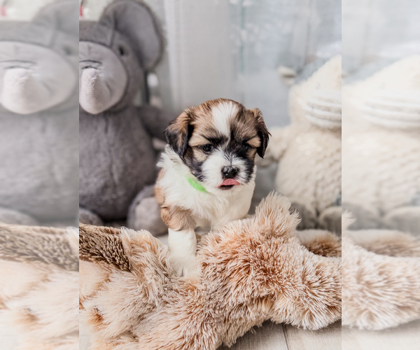 Medium Photo #2 Zuchon Puppy For Sale in CLERMONT, FL, USA
