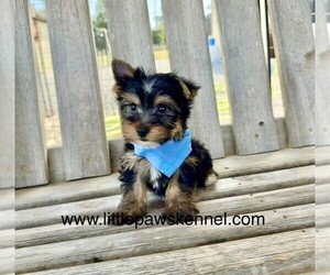 Yorkshire Terrier Puppy for sale in WINNSBORO, LA, USA