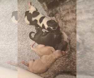 Poodle (Toy) Puppy for sale in HEPPNER, OR, USA