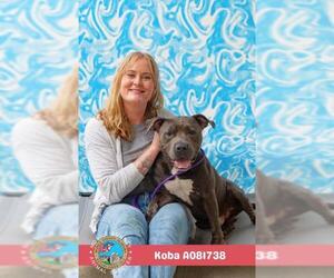 Staffordshire Bull Terrier-Unknown Mix Dogs for adoption in Mobile, AL, USA