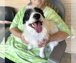 Small #14 Cairn Terrier Mix