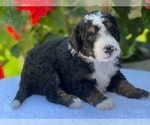 Puppy 6 Bernedoodle