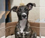 Small Mountain Cur Mix