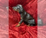 Small Photo #3 Doberman Pinscher Puppy For Sale in HUNTSBURG, OH, USA