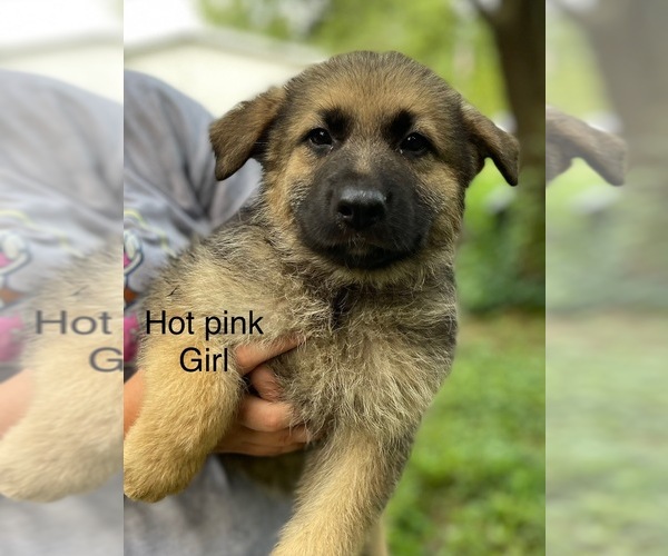 Medium Photo #2 German Shepherd Dog Puppy For Sale in RICHLAND, IN, USA