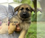 Small #1 German Shepherd Dog