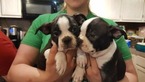 Small Photo #16 Boston Terrier Puppy For Sale in BRKN ARW, OK, USA