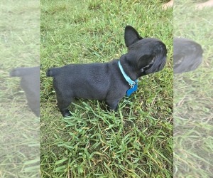 French Bulldog Puppy for Sale in COLUMBUS, Georgia USA